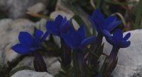 Short-leaved Gentian gentiana brachyphylla